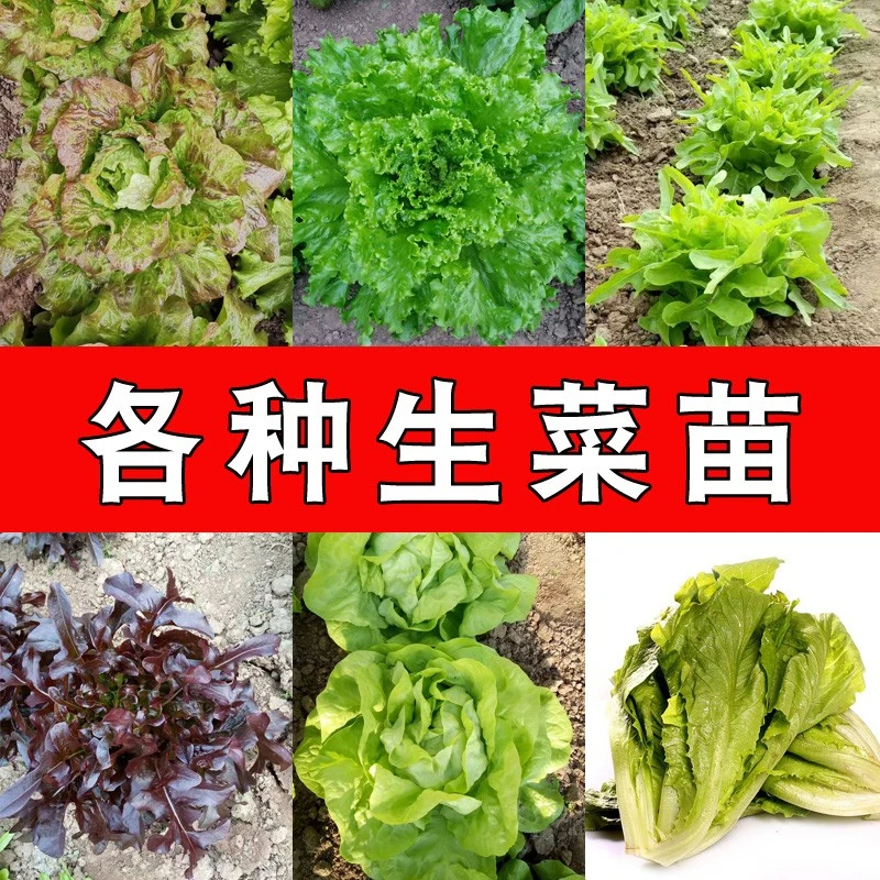 生菜苗紫叶速生生菜幼苗生菜苗生菜蔬菜苗生菜种子孔雀菜种子
