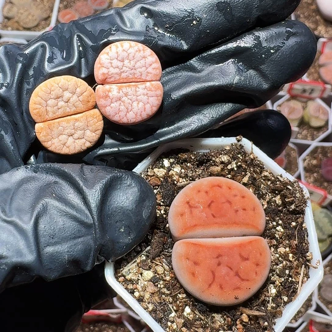 杠*生石花等111111111。   276