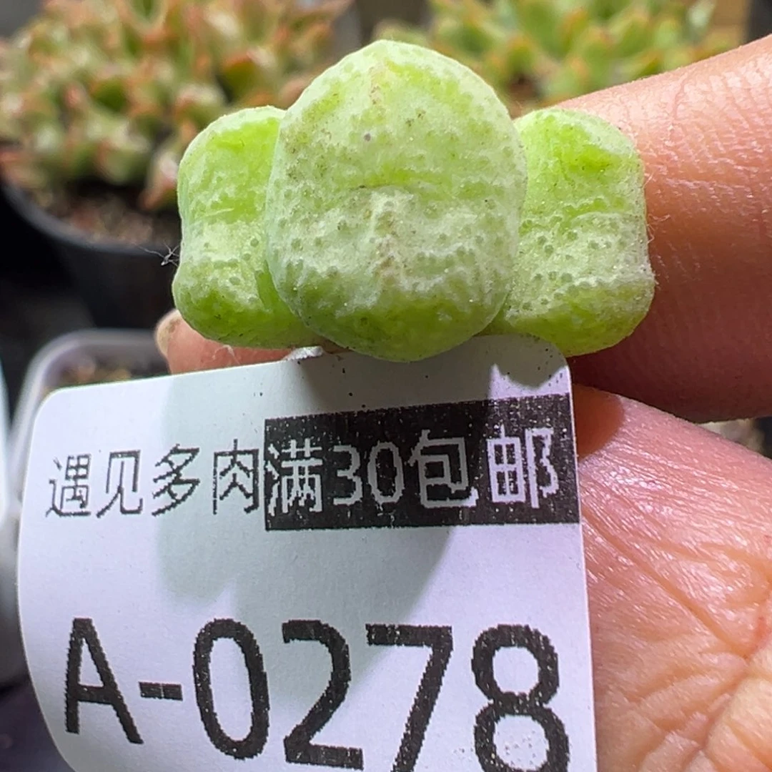 多肉植物11111111111111111