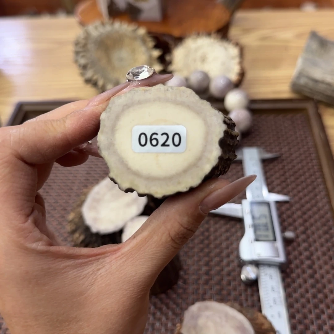 其他鹿骨0620根断
