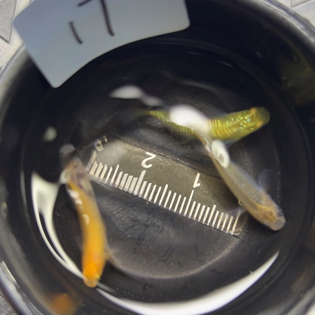 青鳉鱼17。