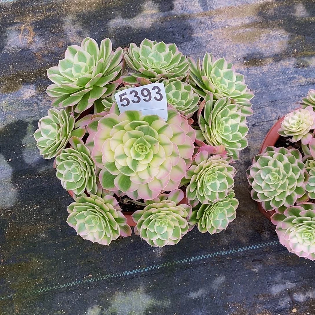 小***孃5393海仙55555555555