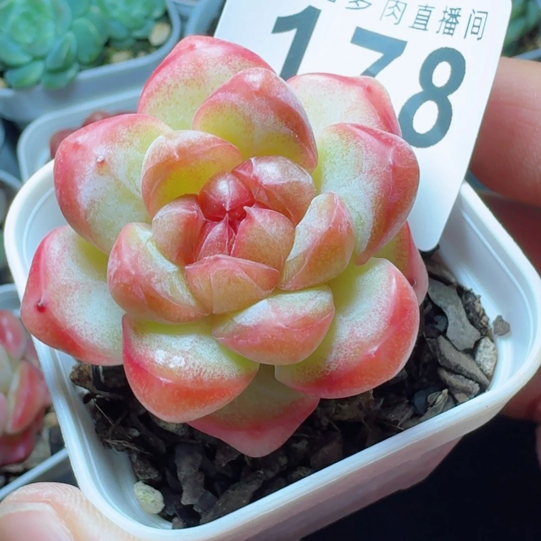 小***儿甜茶珍妮            精美多肉植物