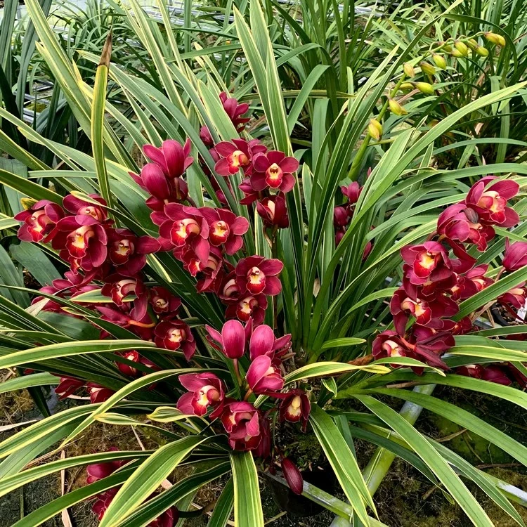 【金边大红袍】大花蕙兰一物一拍无花剑