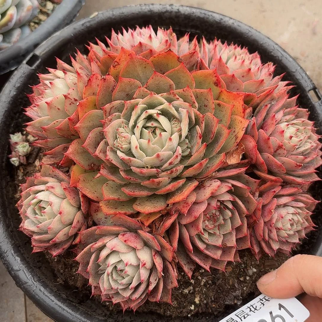 同温层多肉林杰安娜261