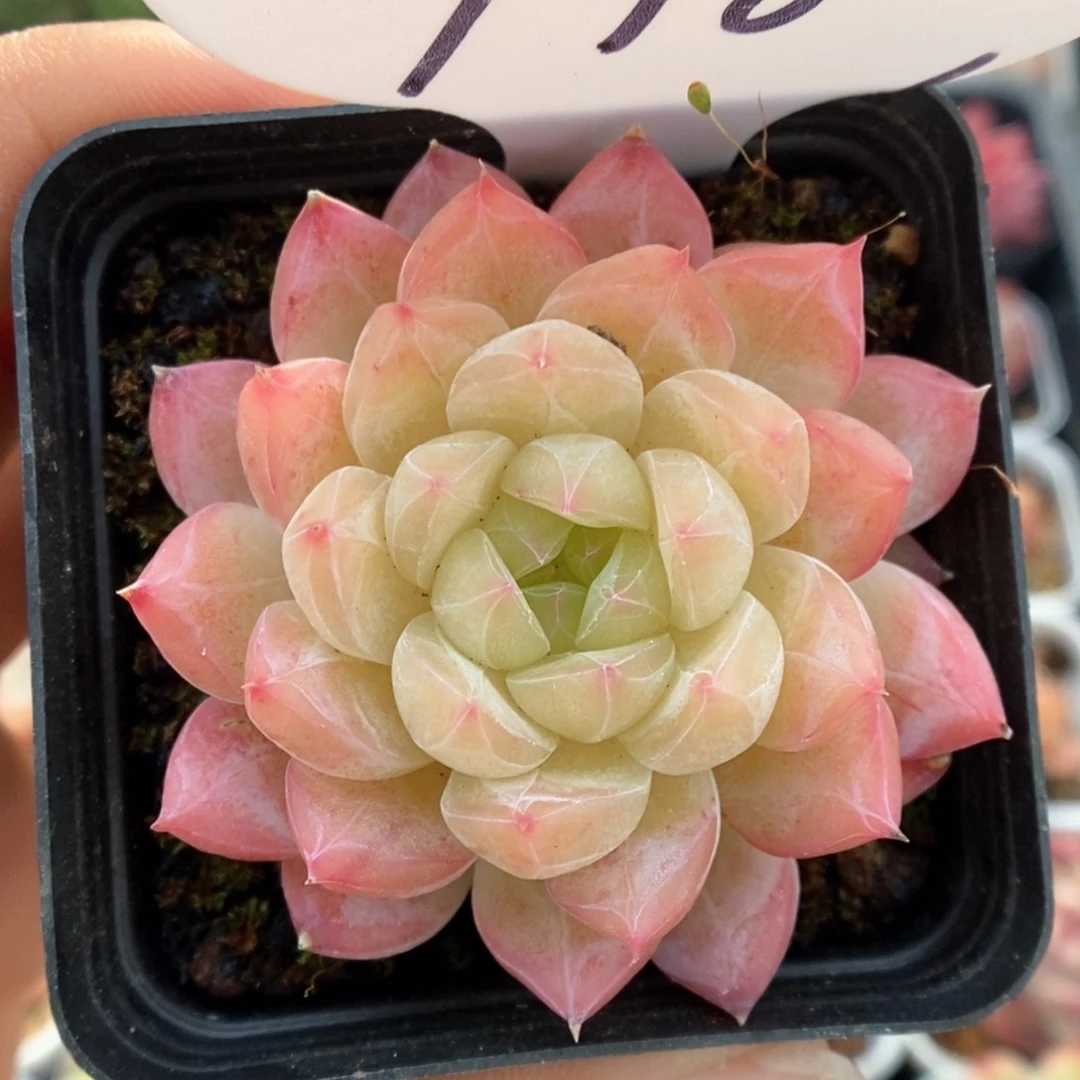 糖心珍妮可拍978号。