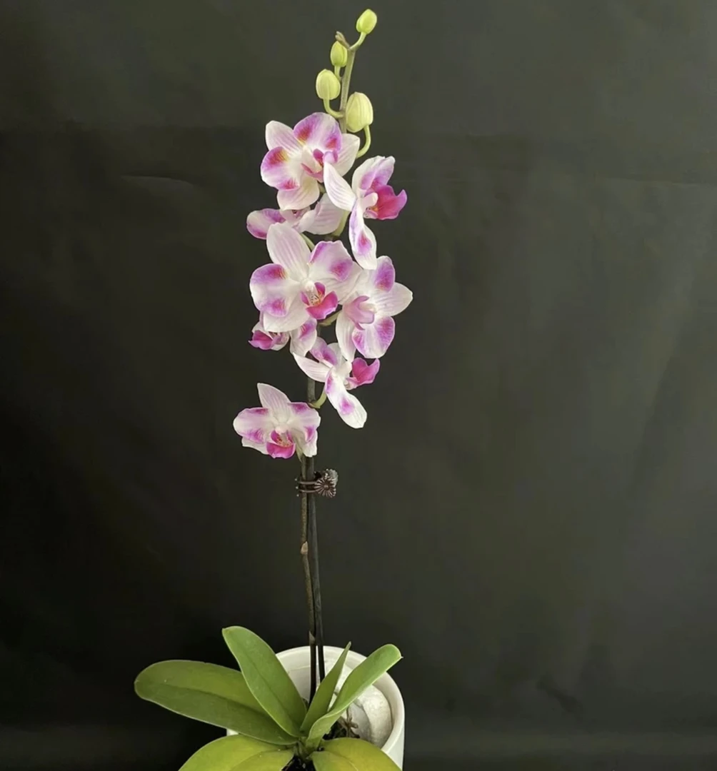 天空精品蝴蝶兰室内绿植花卉盆景