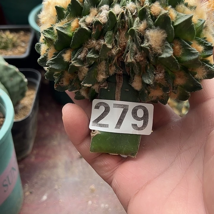 用***1279号仙人球开花了
