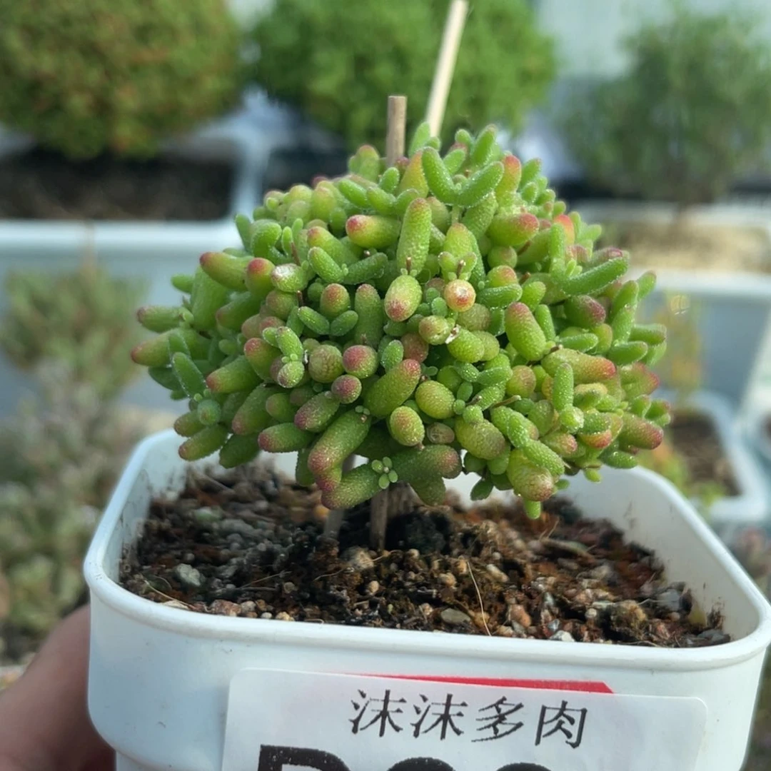 心**病935蜜桔糖球枝干