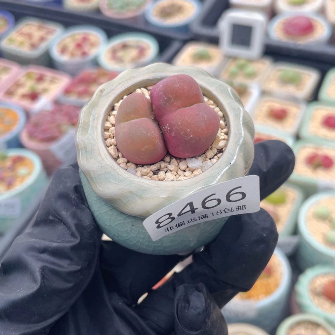 无花朵8466-一物一拍 带盆