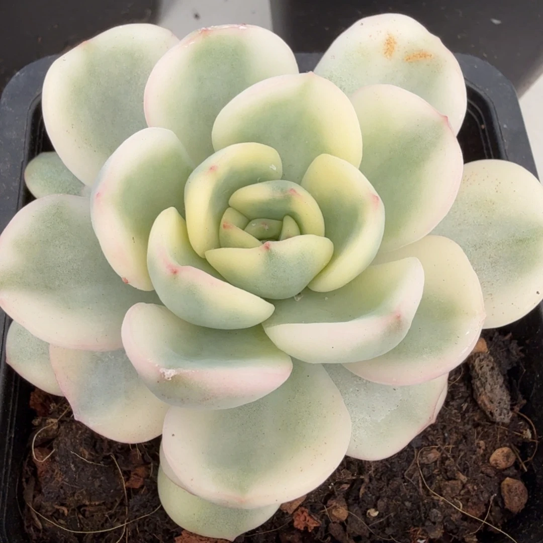 友谊 安吉园艺锦锦