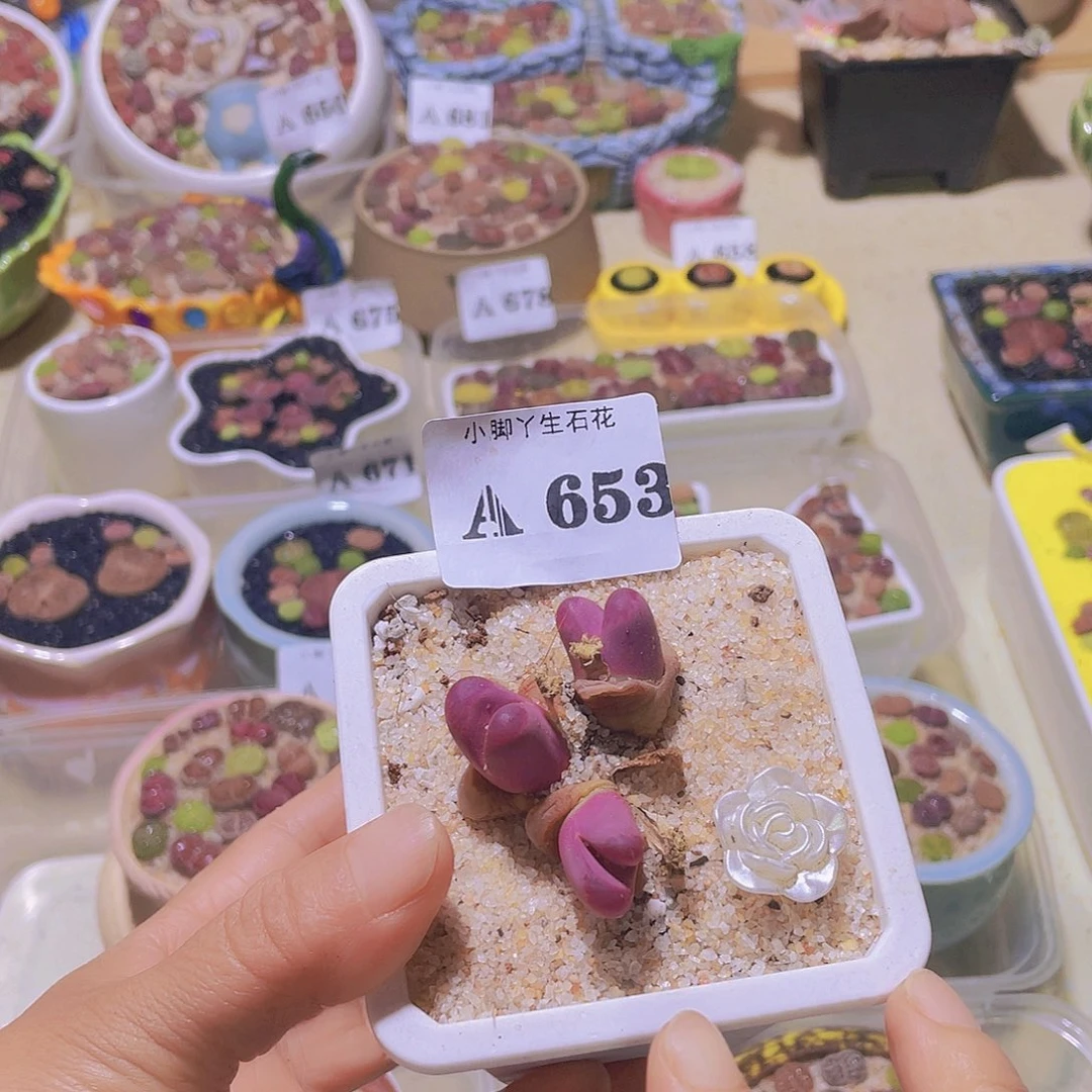Z***z653生石花生石花生石花