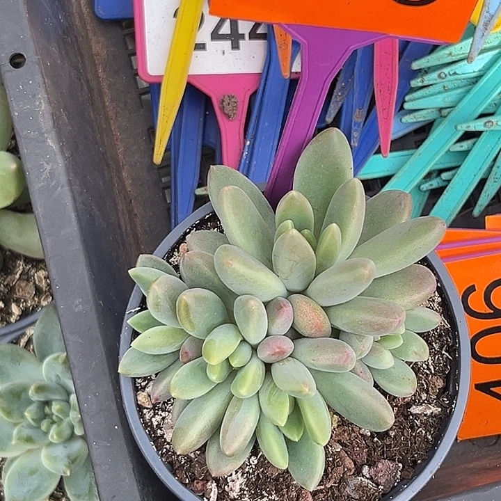 多肉植物橙色奇迹398