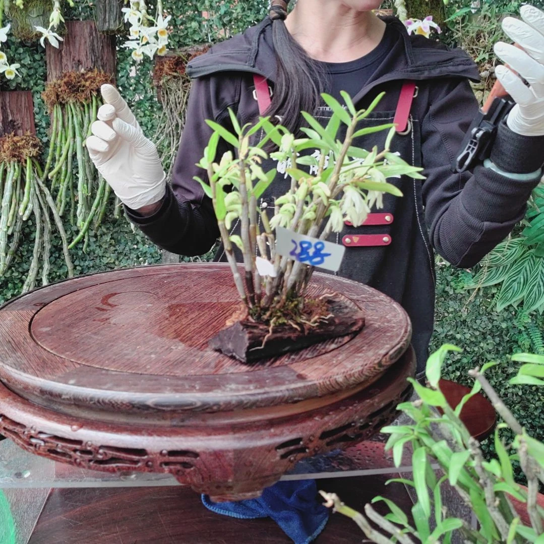 288铜皮绿植花卉微景观