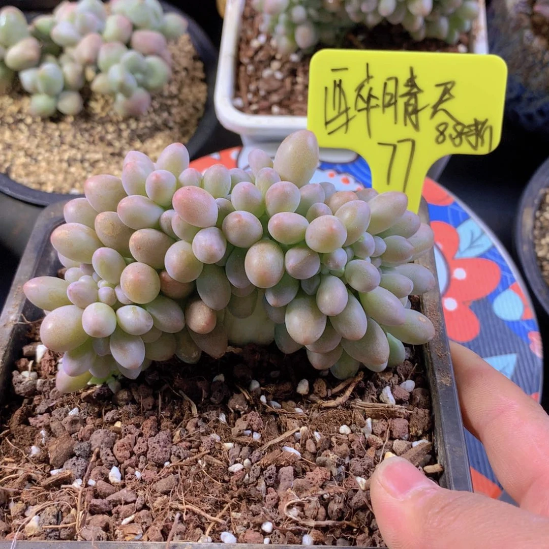 我家的小可爱们都好可爱啊哈哈哈