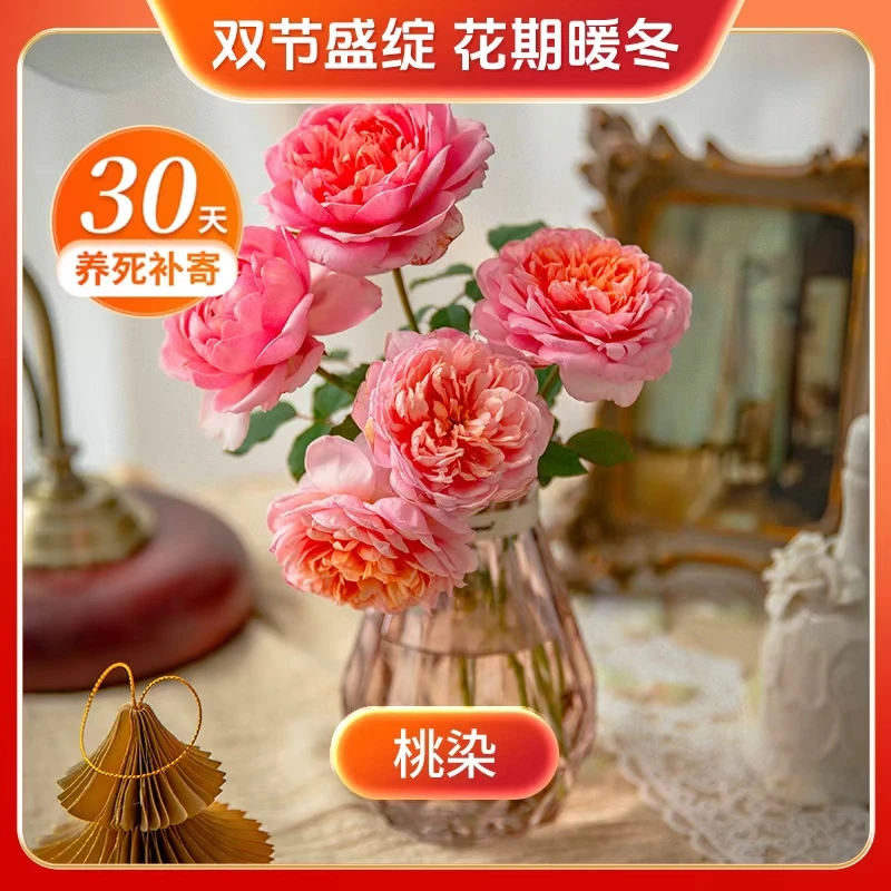 【双节盛绽】天狼 桃染 自育月季丰花勤花灌木多季盆栽阳台花卉盆栽