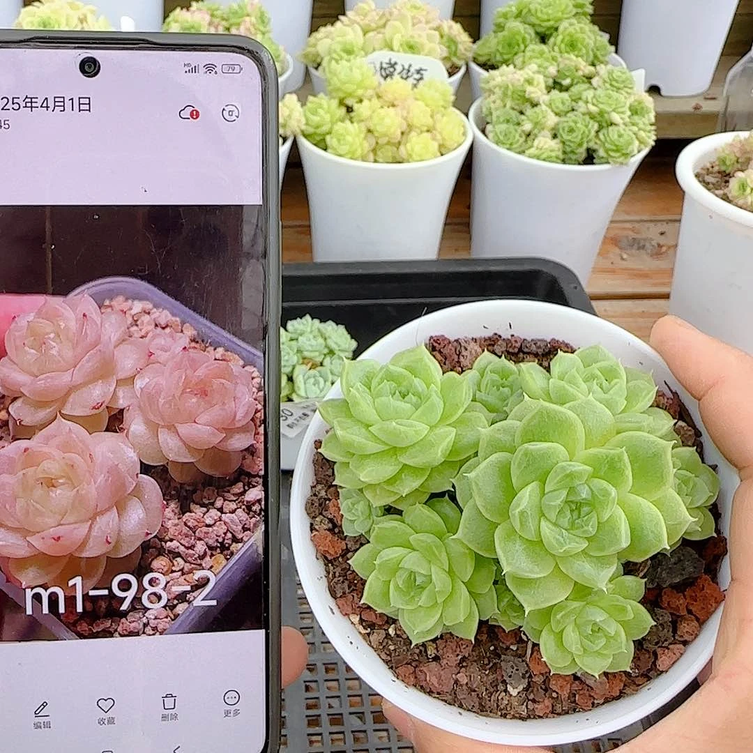 【闪购商品】0627-32（m1-98-2）