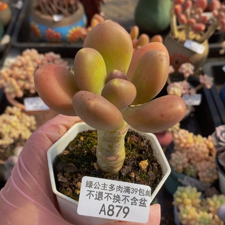 金蝉单头879多肉植物