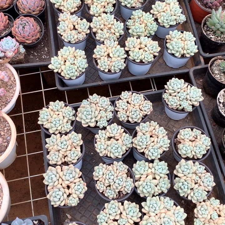泡泡糖2颗两单包邮