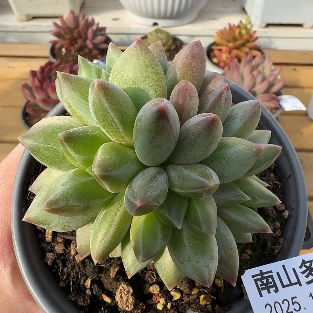 重楼11111111227-152