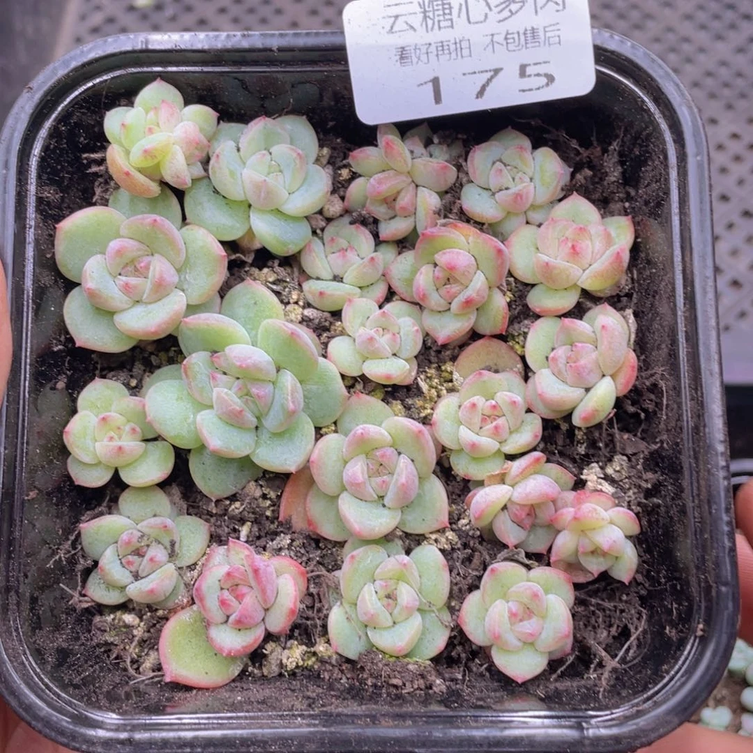云糖心多肉植物175