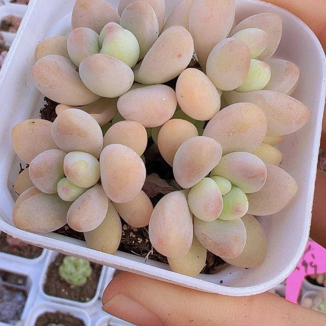 蛋糕奶酪19包邮多肉