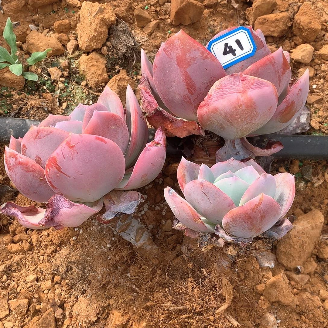 41血凤瑕疵一物一拍多肉