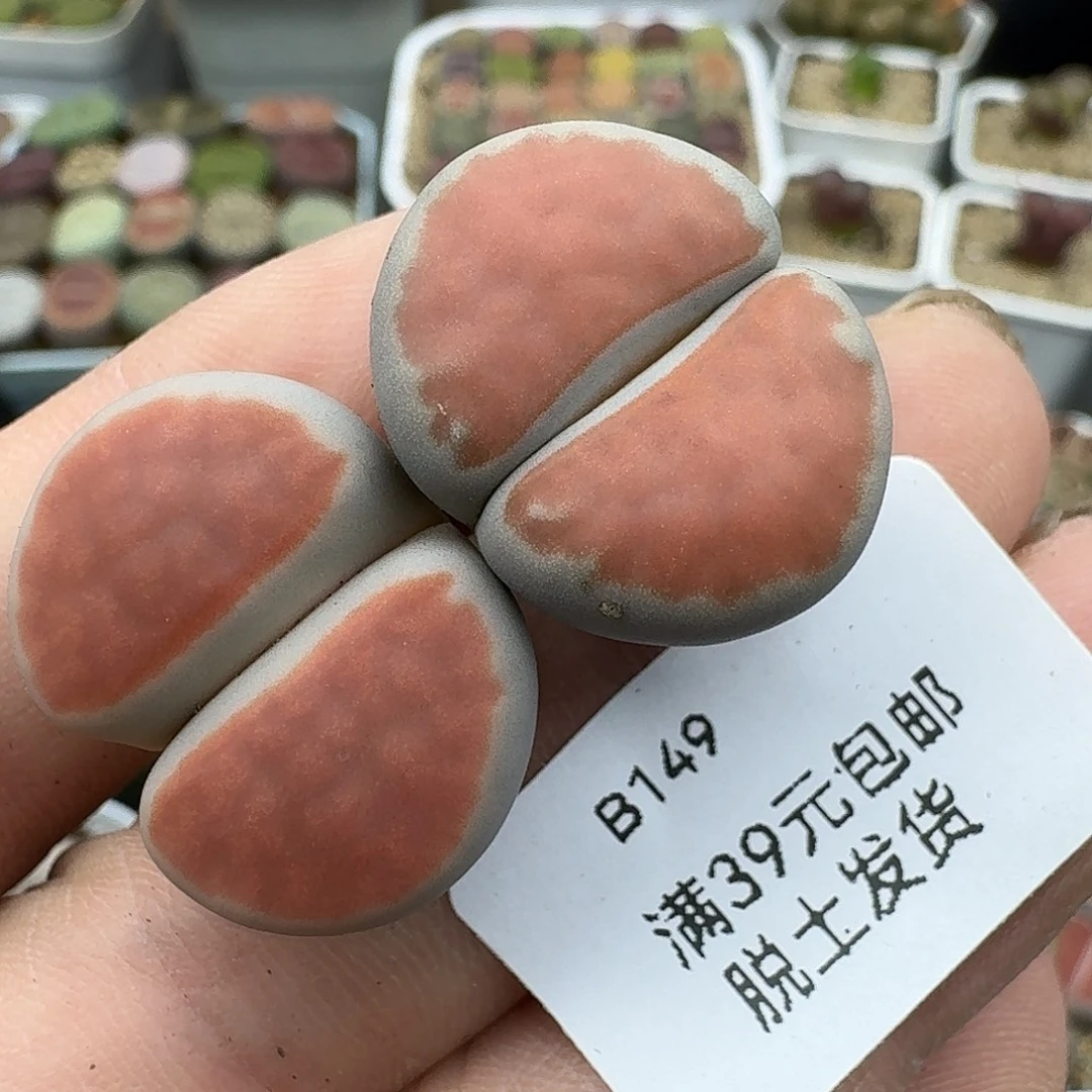 149多肉哈哈哈哈哥哥哥哥g