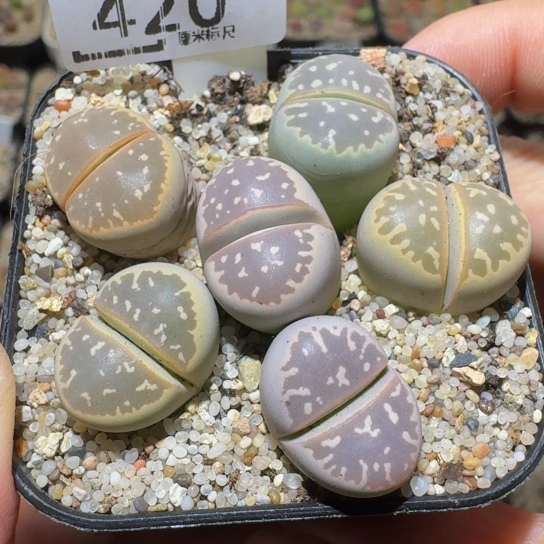 Ssss精品生石花420