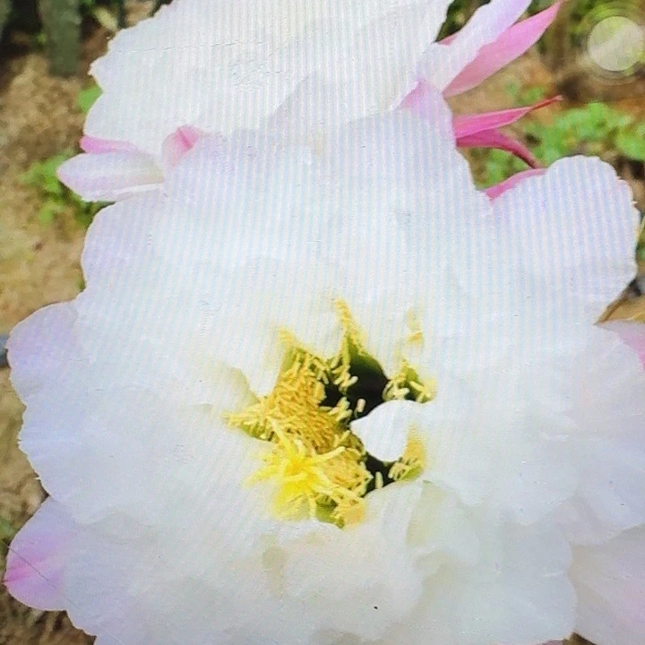 白牡丹侧芽5公分左右毛花柱（20包邮）