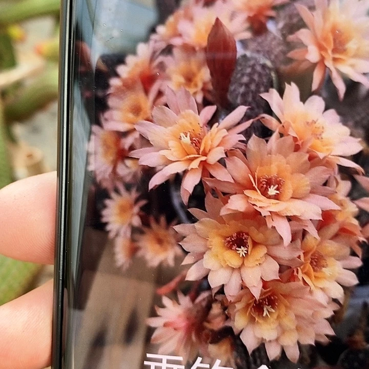 垂钓金妞 枝条 20公分以上