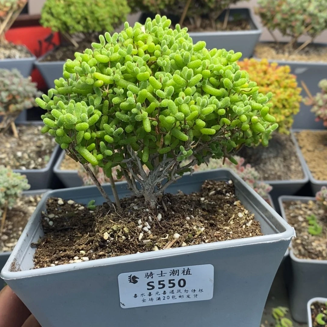 550金桔糖球枝干