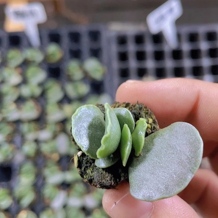 紫库伯精品多肉量拍