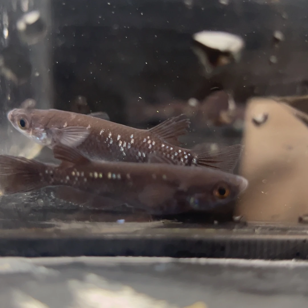 青鳉鱼216耀变天目五尾