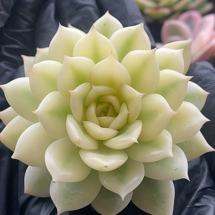 艾丽卡宽腹轮锦多肉植物