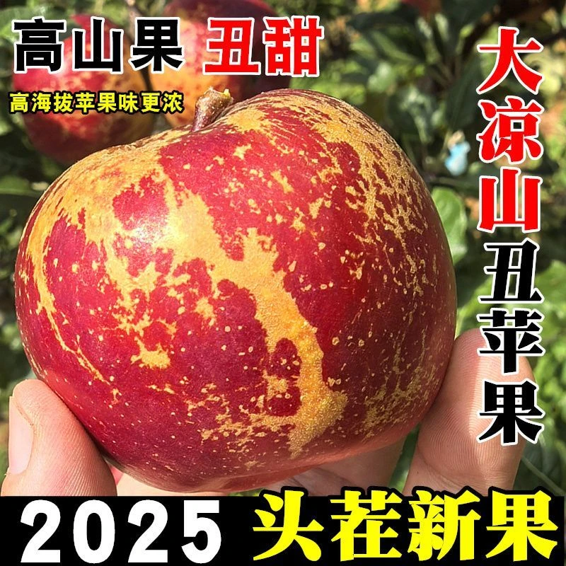 【老杜精选】四川高原丑苹果糖心苹果脆甜多汁现摘现发