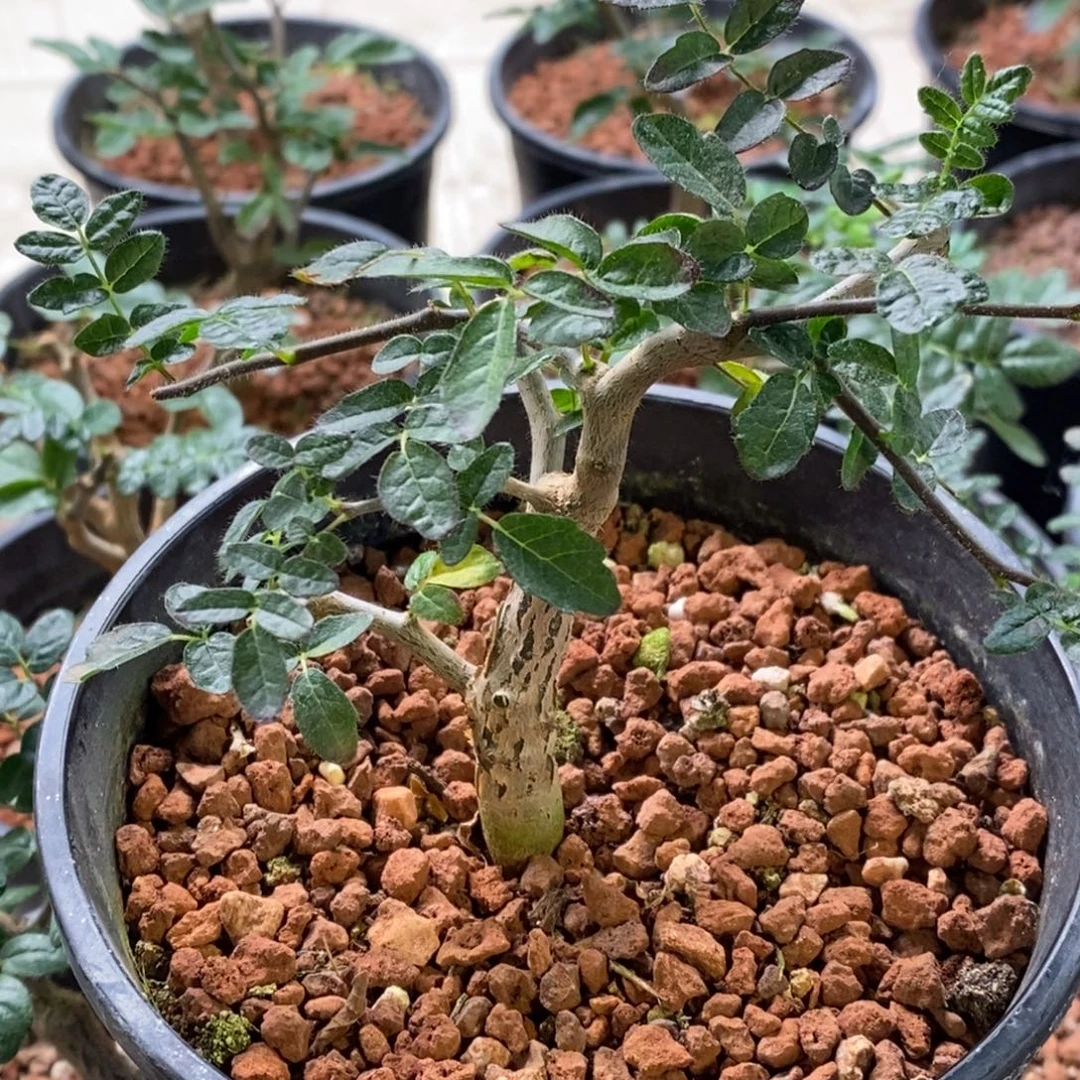 入门级【滔天橄榄】实生带盆