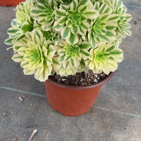 小**?多肉植物金丝翡翠