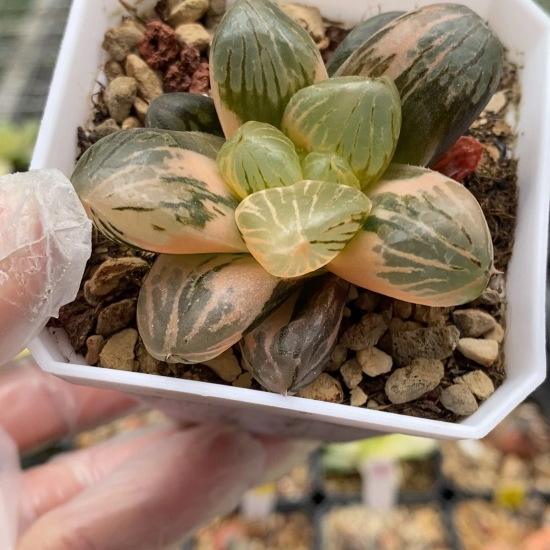 玉潭寿锦多肉植物