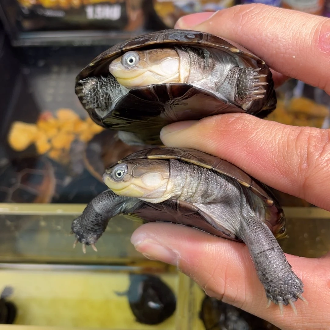 母太****的点点滴滴的订单