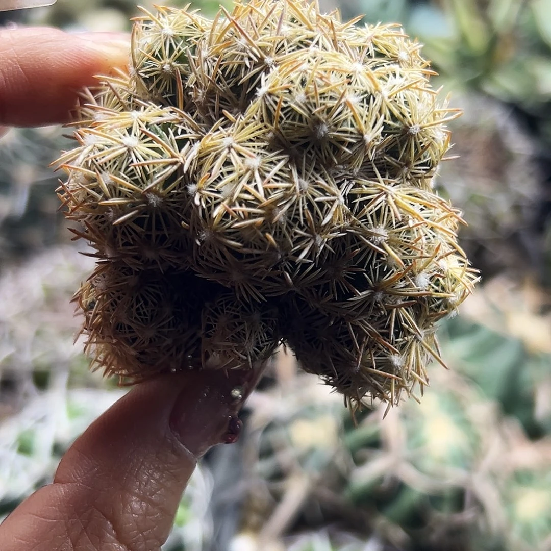 紫王子仙人球6666666