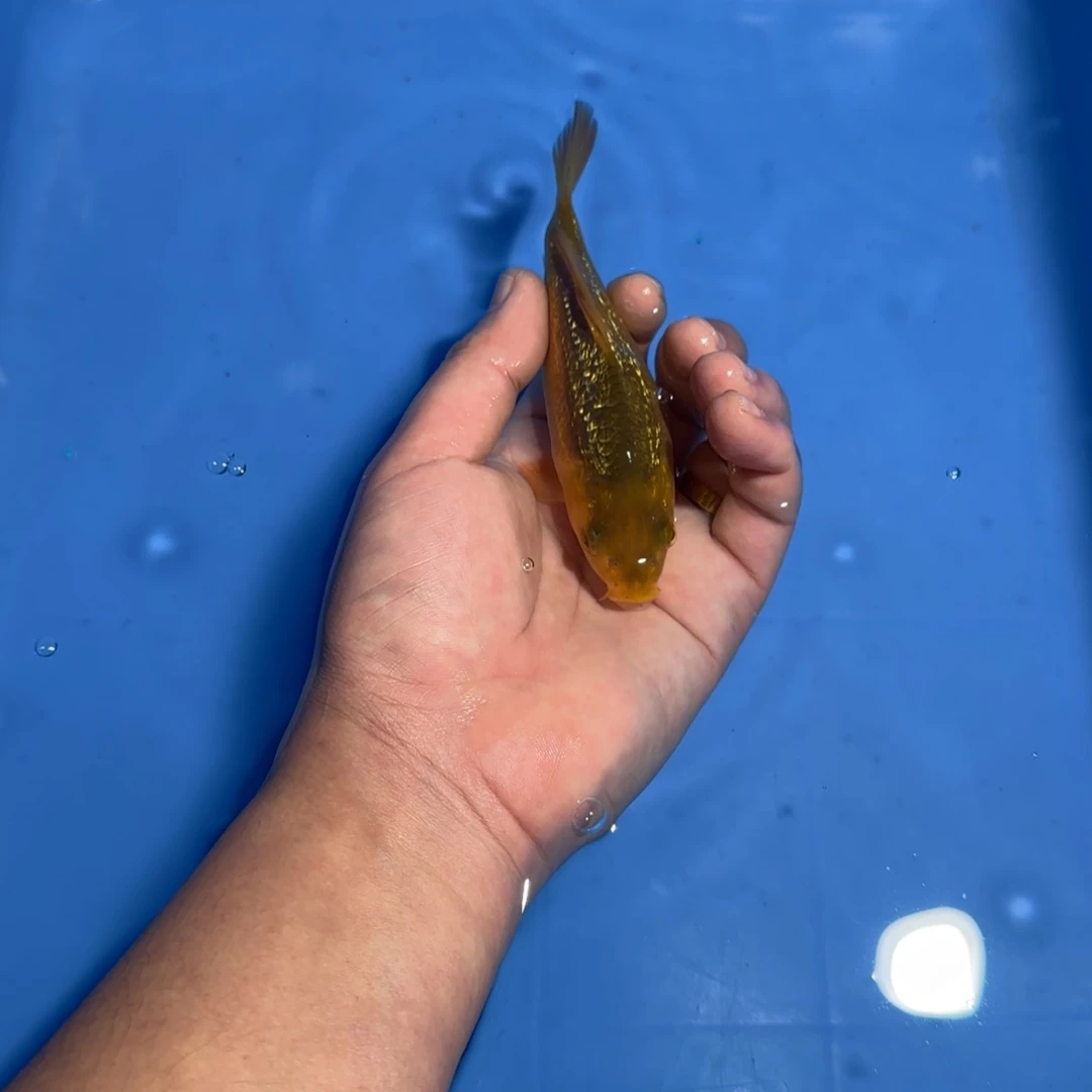 大***象海水鱼大日黄猿10-70