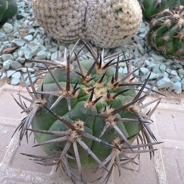 阵太刀。苗接落地自根。 短刺。
