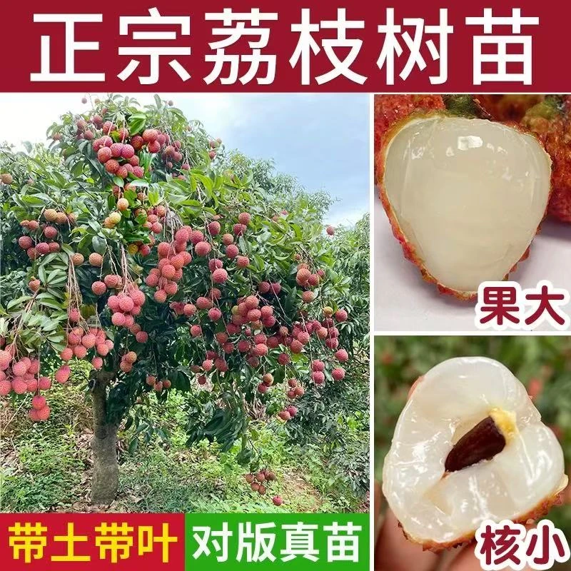 荔枝苗带叶桂味荔枝树苗冰荔正宗无籽妃子笑果树无核荔枝王可盆栽