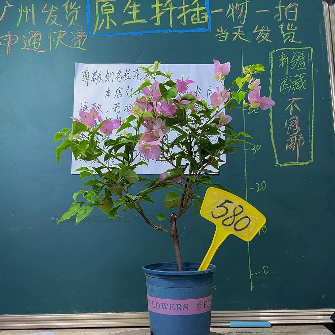 当前无花栽培后可以开花 广红樱 580