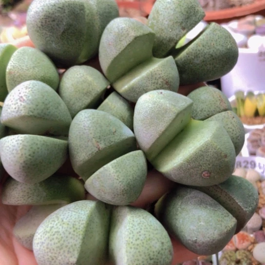 2853，13棵3.2-4.2厘米