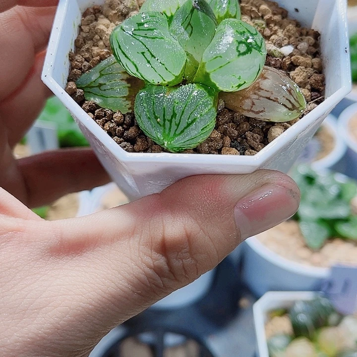 虞美人精品十二卷