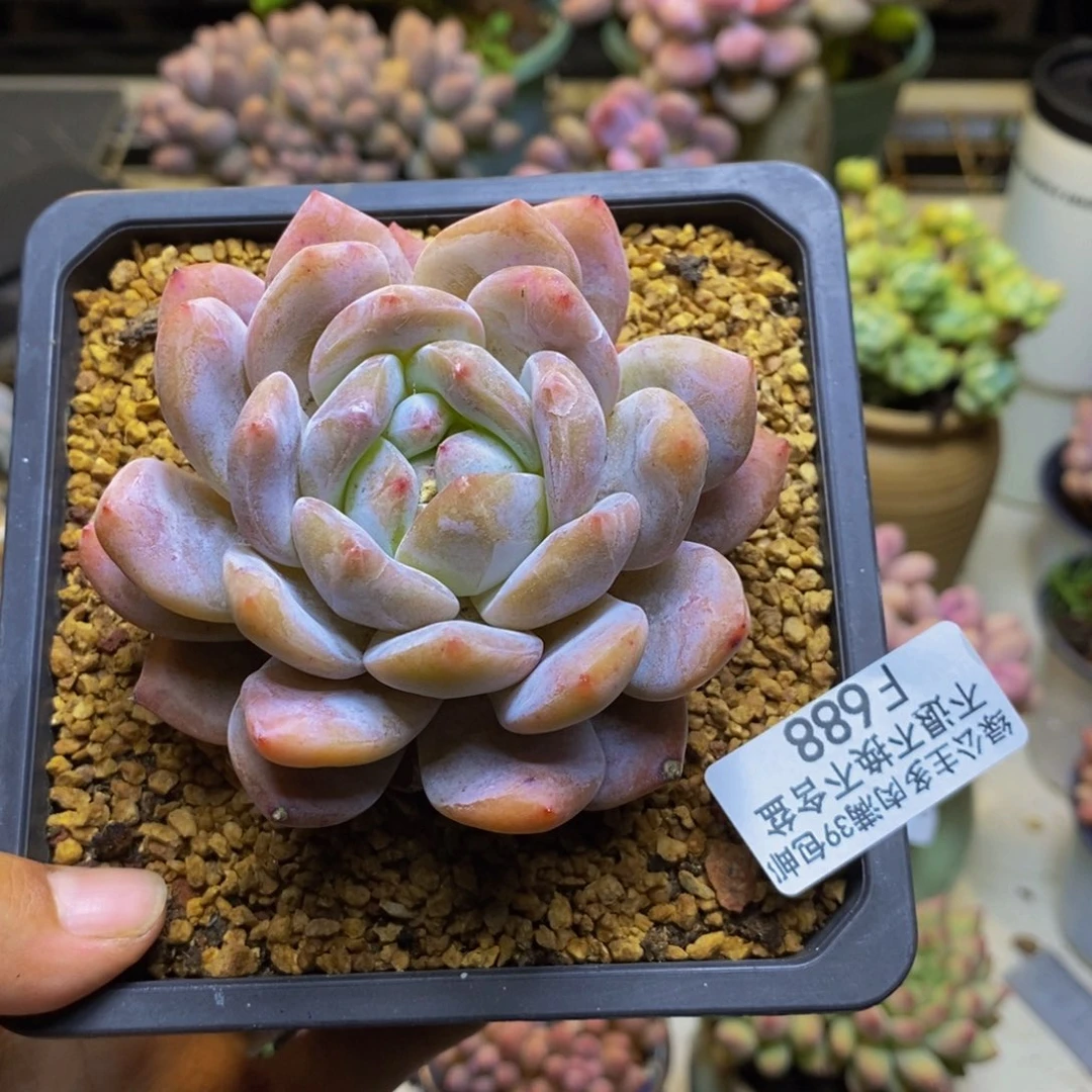 688橙梦露多肉7cm