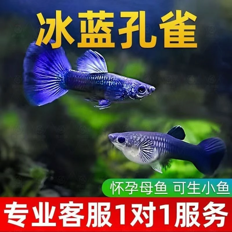 4号【纯种冰蓝】孔雀鱼混搭活体热带小型淡水好养耐活易繁殖