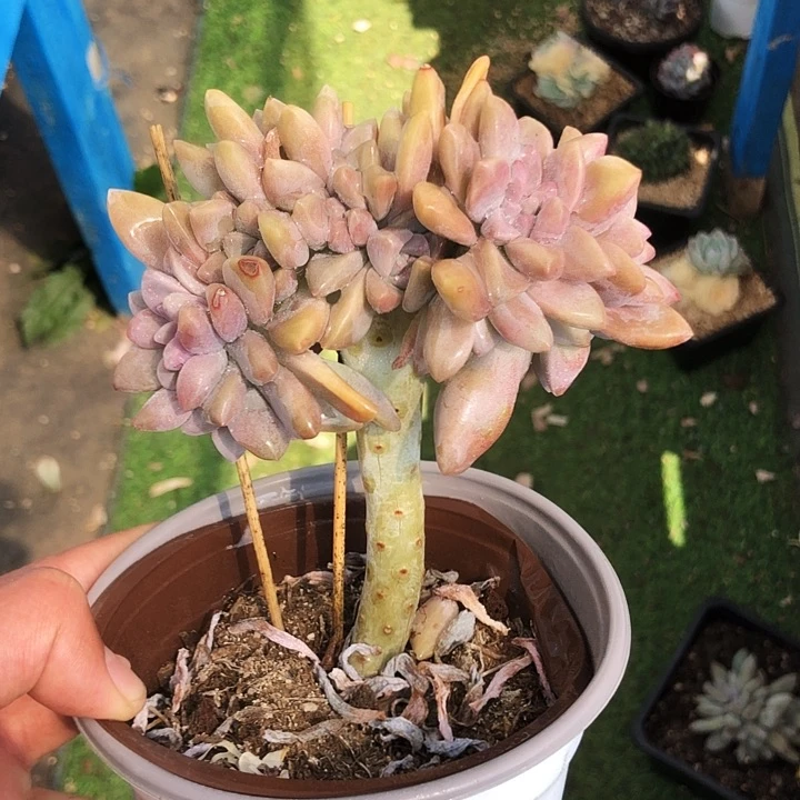 淡雪缀化多肉植物